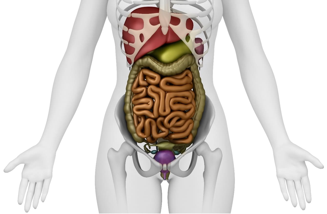 Схема органов брюшной полости